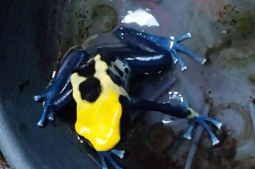 Pfeilgiftfrösche kaufen und verkaufen Foto: Pfeilgiftfrösche - Dendrobates Tinctorius Brasilianer abzugeben