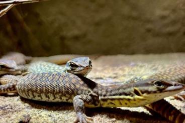 Lizards kaufen und verkaufen Photo: Varanus Acanthurus CB 08.2024