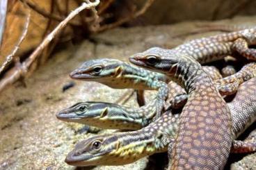 Echsen  kaufen und verkaufen Foto: Varanus Acanthurus, Yellow Ackies CB 2024