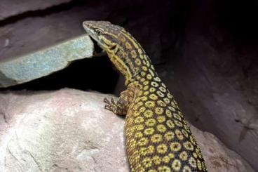 Echsen  kaufen und verkaufen Foto: Varanus Acanthurus Yellow Ackie CB 2024