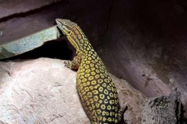 Warane kaufen und verkaufen Foto: Varanus Acanthurus .Yellow Ackie" CB 24