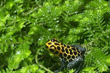 Poison dart frogs kaufen und verkaufen Photo: Biete Ranitomeya Imitator Tarapoto 