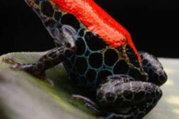 Poison dart frogs kaufen und verkaufen Photo: Suche Ranitomeya reticulata paar oder Gruppe 