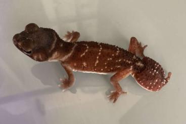 Echsen  kaufen und verkaufen Foto: 1.0 Nephrurus Levis Levis Männchen Nz 21 Red Verparrrung