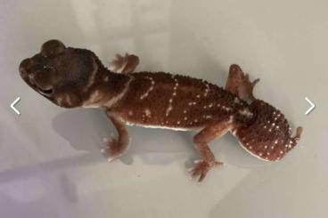 Geckos kaufen und verkaufen Photo: 1.0 Nephrurus Levis Levis Männchen Nz 21 High Red Verparrrung Hamm mög