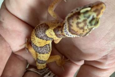 Geckos kaufen und verkaufen Foto: 0.1 Red Dymont Leopardgecko Weibchen Enz 24 abzugeben Übergabe Hamm