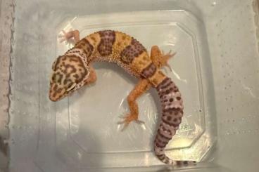 Geckos kaufen und verkaufen Photo: 1.0 Red Dymont   Leopardgecko Männchen Enz 24/Hamm möglich 