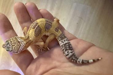 Geckos kaufen und verkaufen Photo: 0.1 Blood Het Rapor  Leopardgecko Weibchen Enz 24/ Übergabe Hamm 