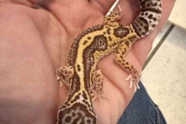 Geckos kaufen und verkaufen Photo: 0.1 Red Dymont Leopardgecko Weibchen Enz 24 / Hamm möglich 