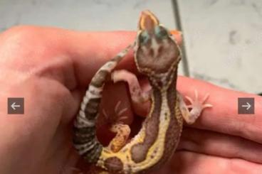 Geckos kaufen und verkaufen Photo: 0.1 Red Dymont Leopardgecko Weibchen Enz 24 / Hamm möglich 