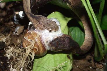 Schlangen kaufen und verkaufen Foto: Boiga, Limaformosa, Natrix, Pareas