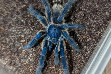 Spinnen und Skorpione kaufen und verkaufen Foto: Biete Brachionopus, Monocentropus, Chilobrachys, Hapalopus