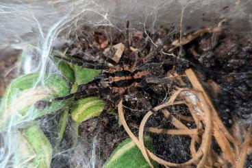 Spiders and Scorpions kaufen und verkaufen Photo: Biete Trichopelma sp. Kolumbien, ENZ