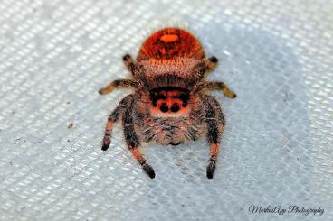 Spinnen und Skorpione kaufen und verkaufen Foto: Biete Brachionopus, Chilobrachys, Trichopelma, Hapalopus