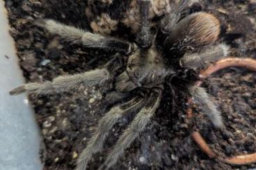 Spinnen und Skorpione kaufen und verkaufen Foto: Biete Aphonopelma moderatum, Trichopelma, Harpactira, Hapalopus