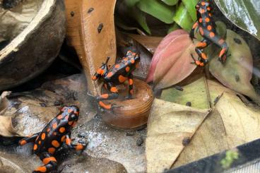 Pfeilgiftfrösche kaufen und verkaufen Foto: Oophaga histrionica „bahia solano“