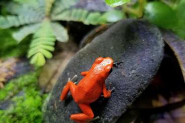 Poison dart frogs kaufen und verkaufen Photo: SUCHE 0.1 O. pumilio „Solarte“