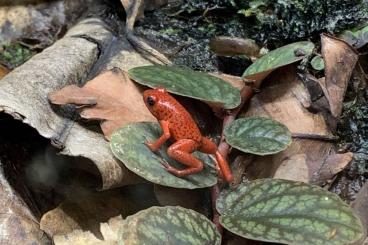 Pfeilgiftfrösche kaufen und verkaufen Foto: 0.0.2 Oophaga pumilio „BriBri“