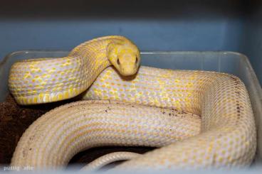 Snakes kaufen und verkaufen Photo: We are looking for the following species! 