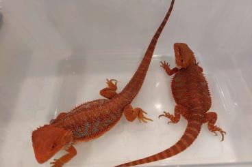 Bearded dragons kaufen und verkaufen Photo: Farbbartagamen - Bartagamen - Monster Red Blue Bartagame 