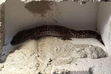 Geckos kaufen und verkaufen Foto: Suche schönes zu Hause für 4 Leopardgeckos