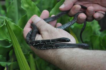 Snakes kaufen und verkaufen Photo: Elaphe schrenckii, Jungtiere