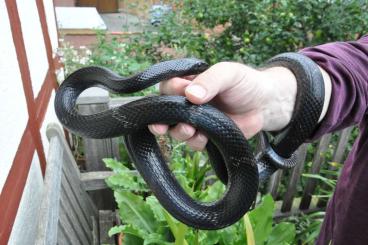 Snakes kaufen und verkaufen Photo: Elaphe schrenckii melanistisch