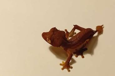 Geckos kaufen und verkaufen Photo: Uroplatus Ebenaui 1,4 (10 u. 11/24)