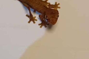 Geckos kaufen und verkaufen Foto: Uroplatus Ebenaui 0,2 (10/24)