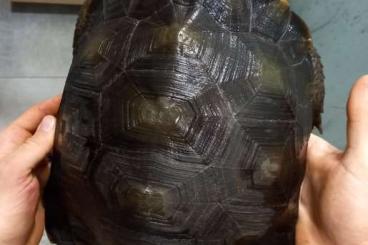 Tortoises kaufen und verkaufen Photo: Manuoria emys emys 2.1 cb2018