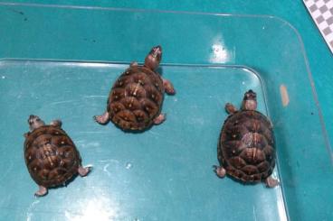 Turtles and Tortoises kaufen und verkaufen Photo: Terrapene carolin triunguis jovenes