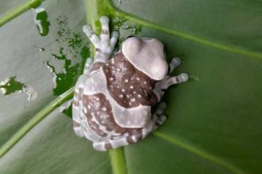 frogs kaufen und verkaufen Photo: Milkyfrogs for Houten this sunday