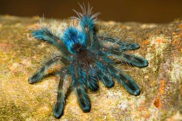 Vogelspinnen kaufen und verkaufen Foto: Caribena versicolor N1 inkl. Versand 