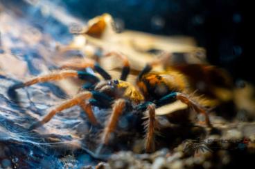 - bird spiders kaufen und verkaufen Photo: Chromatopelma cyaneopubescens 1.5cm