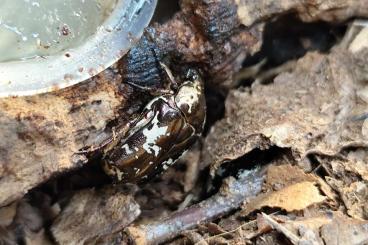 Insekten kaufen und verkaufen Foto: Käfer Rosenkäfer L3 Larven von Protaetia aurichalcea.