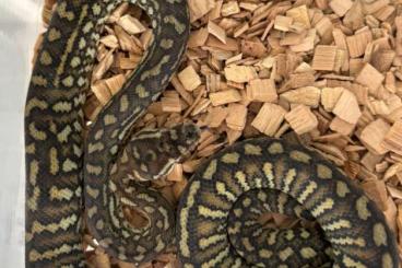 Pythons kaufen und verkaufen Foto: 0.1 Morelia Bredli DNZ 2023 