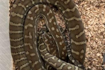 Pythons kaufen und verkaufen Photo: 0.0.6 Morelia Bredli x spilota ssp. DNZ 2024