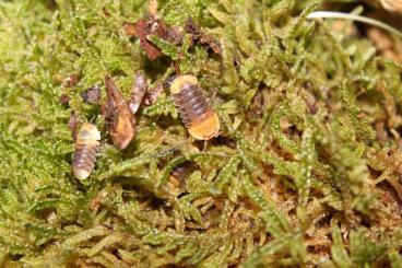 Insects kaufen und verkaufen Photo: Asseln, Isopods, Armadillidium, Porcellio, Cubaris 