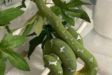 Schlangen kaufen und verkaufen Foto: Corallus Batesii babys cb 2023