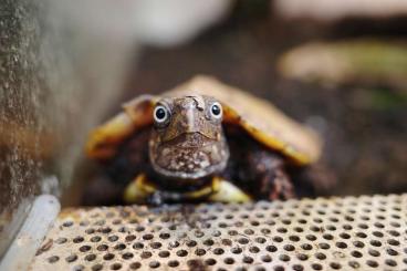 Turtles kaufen und verkaufen Photo: looking for 0.1 adult Geoemyda spengleri