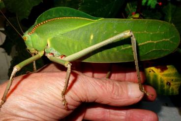 Insekten kaufen und verkaufen Foto: SILIQUOFERA GRANDIS - ADULTES PAAR