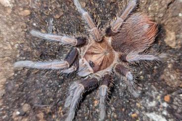 - bird spiders kaufen und verkaufen Photo: Verschiedene Vogelspinnen