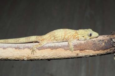 Geckos kaufen und verkaufen Foto: 1.0 Eurydactylodes vieillardi 