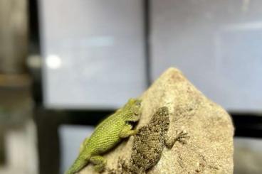 Geckos kaufen und verkaufen Photo: Possible to Houten / WhatsApp +420792772490