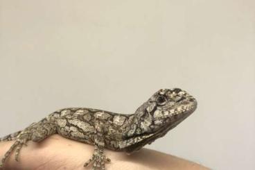 Geckos kaufen und verkaufen Foto: Tupinambis rufescens & Sceloporus malachiticus