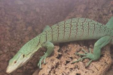 Warane kaufen und verkaufen Foto: 1.0 varanus prasinus merauke and 1.1 Varanus macraei proven breeders