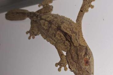 Geckos kaufen und verkaufen Photo: Uroplatus henkeli                                