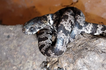 Nattern ungiftige  kaufen und verkaufen Foto: Sibon nebulatus - Snail eating snakes