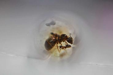 Insekten kaufen und verkaufen Foto: Ants - Ameisen - Lasius niger and Lasius emarginatus