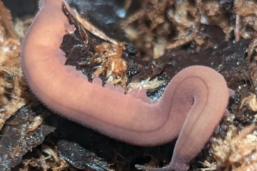 andere Wirbellose kaufen und verkaufen Foto: Epiperipatus barbadensis - Stummelfüßer - Velvet worm